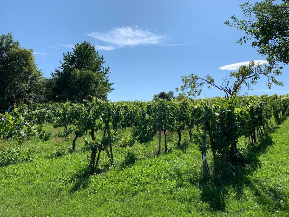 Urlaub Im Weingarten Winten  ภายนอก รูปภาพ