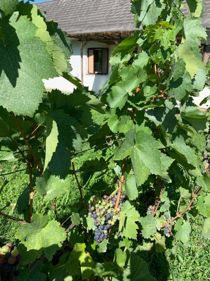 Urlaub Im Weingarten Winten  ภายนอก รูปภาพ